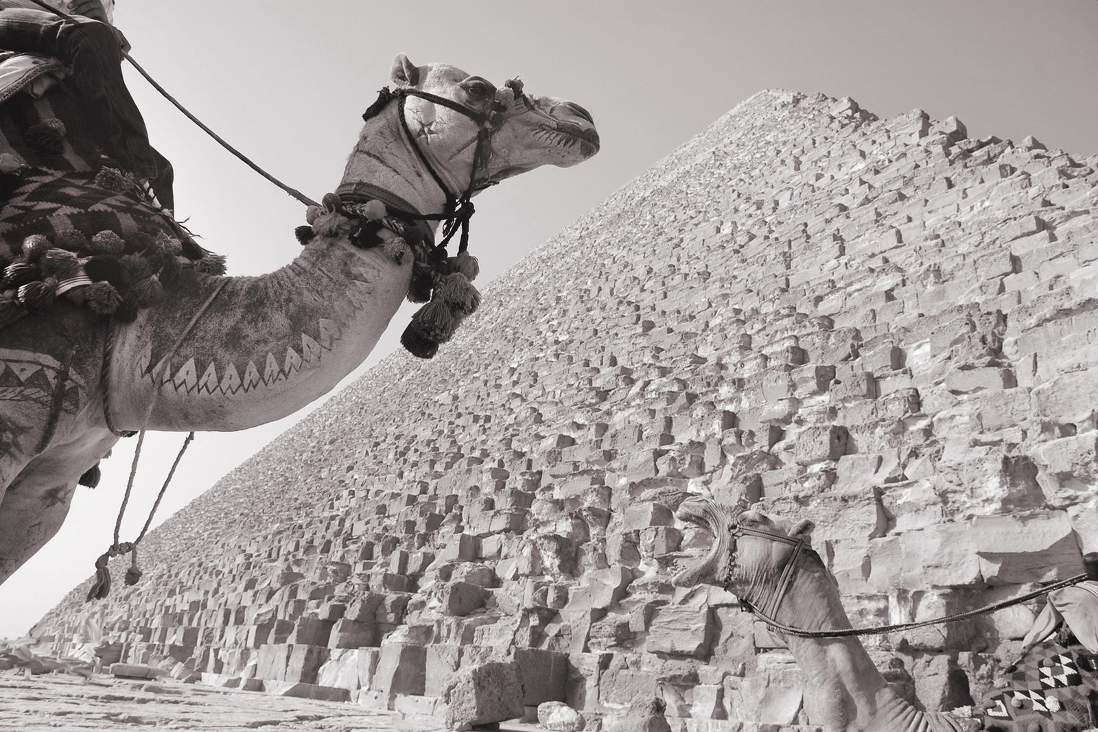 Pyramids of Giza, Sheikh Zayed, Egypt