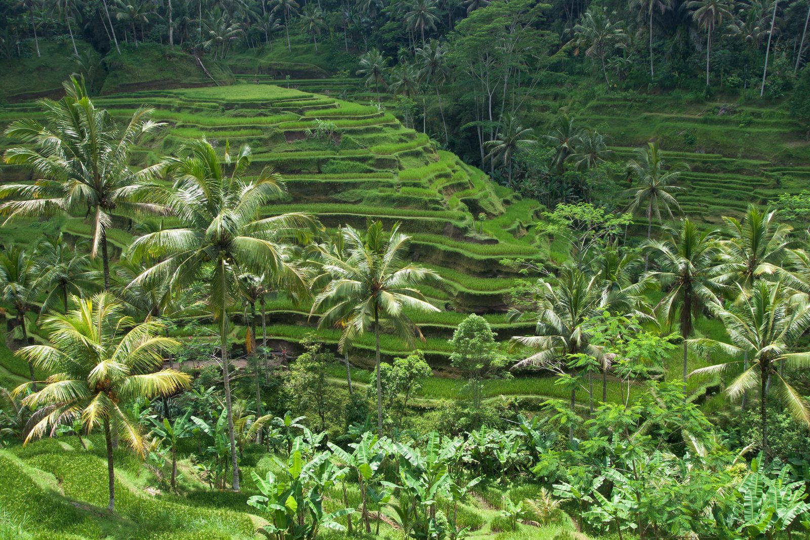 Tegallalang Rice Terraces, Tegallalang, Indonesia